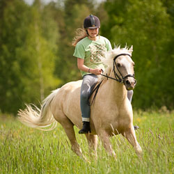Horses Horses