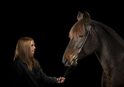 Horses Horses