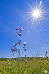 Nature Nature