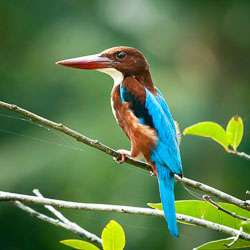 Birds Birds
