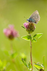 Butterflies Butterflies
