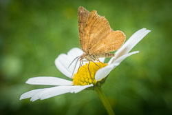 Butterflies Butterflies