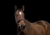 akademistallet_hastfotostudio