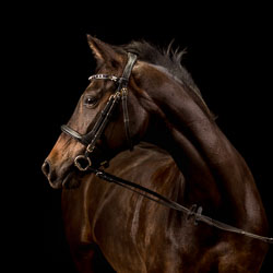Horse studio