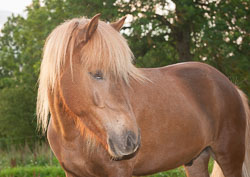 Freyr