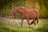 alla Hästar alla Hästar
