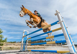 horses2 horses2