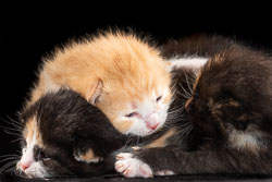 kittens kittens