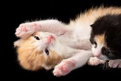 kittens kittens