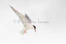 Artic Tern