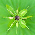 Herb paris