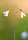 Twinflower