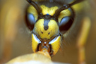 Wasp feeding