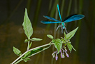 Damselfly landing on woody nightshade