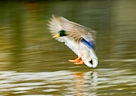 Mallard landing on river