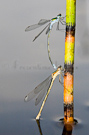 Emerald damselflies