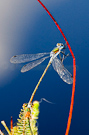 Emerald damselfly