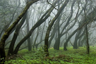 Laurel forest on La Gomera, Canary islands