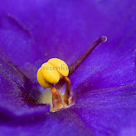 African violet