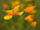 California poppy