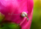 Snail on peoni