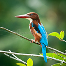 Kingfisher