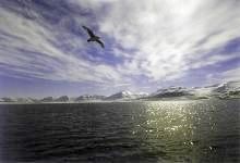 Fulmar over Svalbard