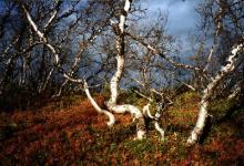 West of Abisko