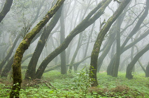 La Gomera  2006