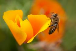 Bees flying in slo-mo