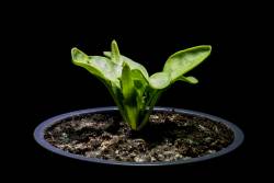Spinach growth timelapse Spinach growth timelapse