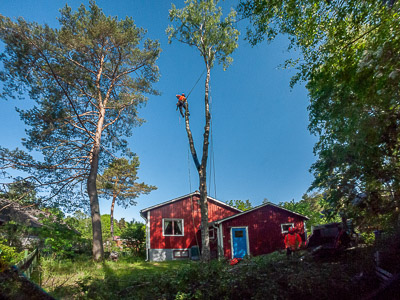 Tree felling